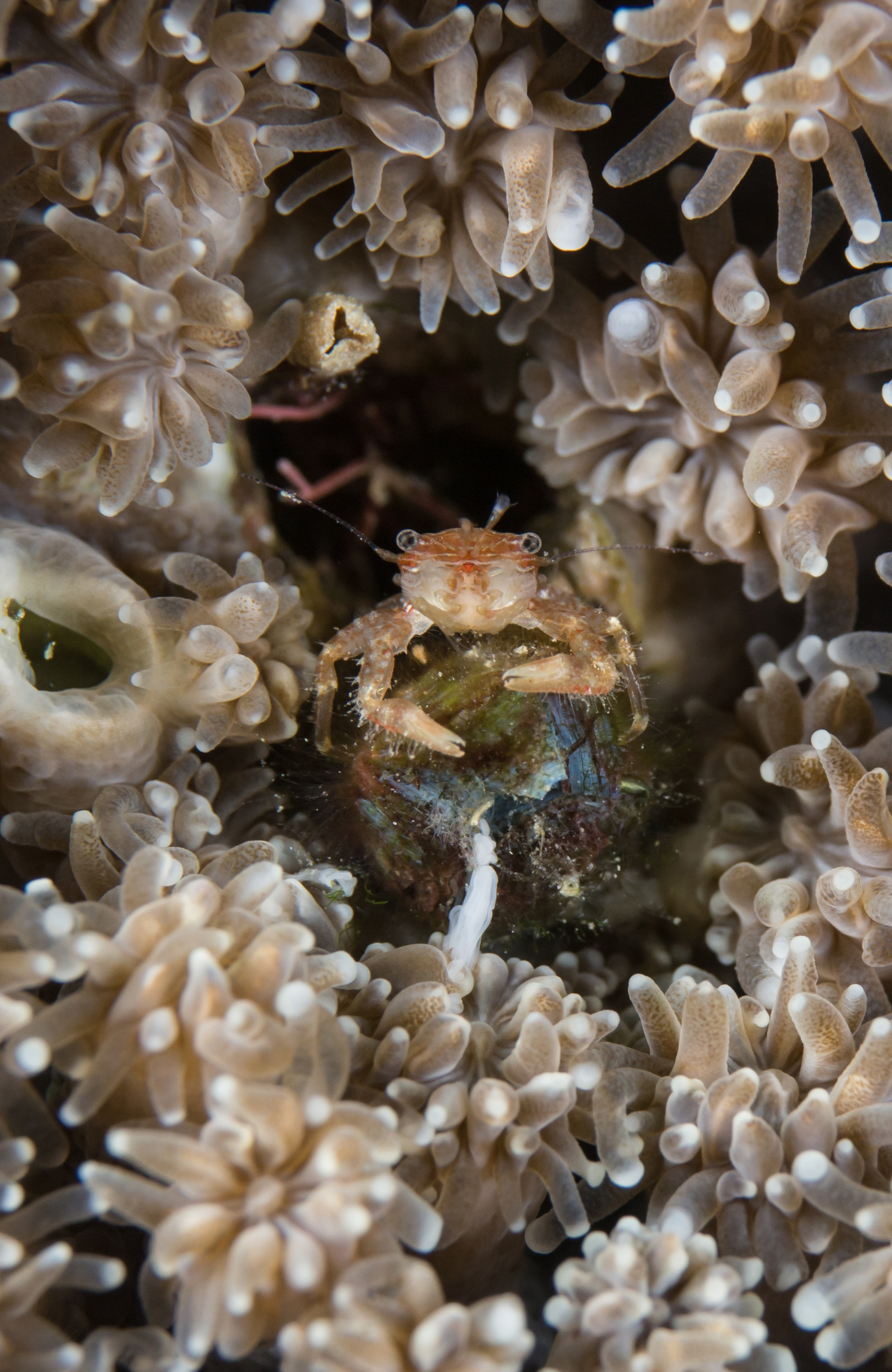 vrijwilligerswerk in Kroatië