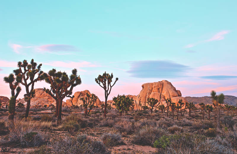 Joshua Tree Nationalpark in Californië | KILROY