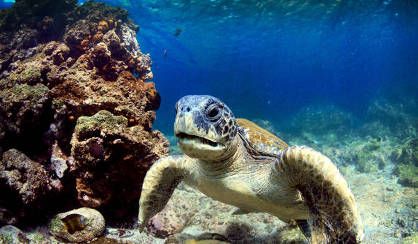 galapagos-islands-ecuador-sea-turtle-volcanic-rocks-underwater