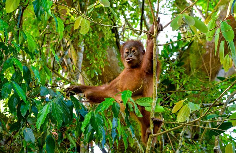 Orang-oetan in een boom op Sumatra, Indonesië