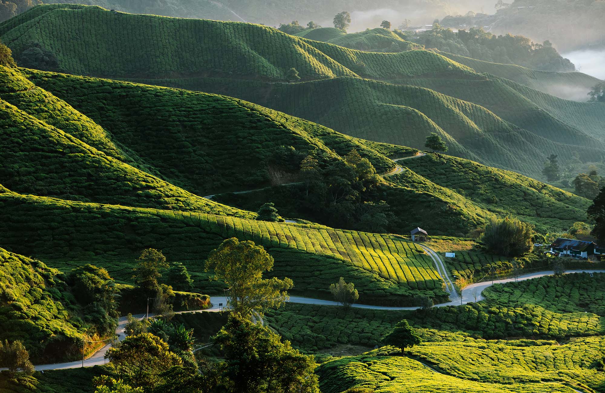 Cameron Highlands Maleisië