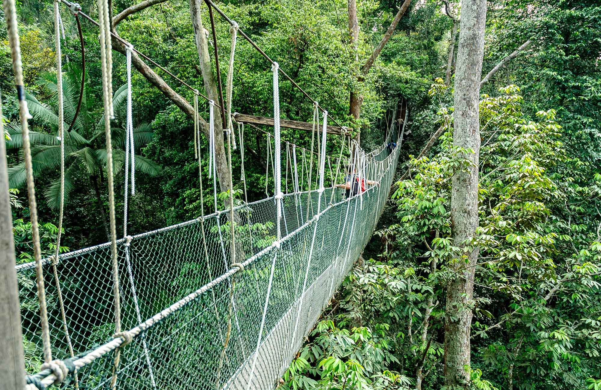 Taman Negara national park