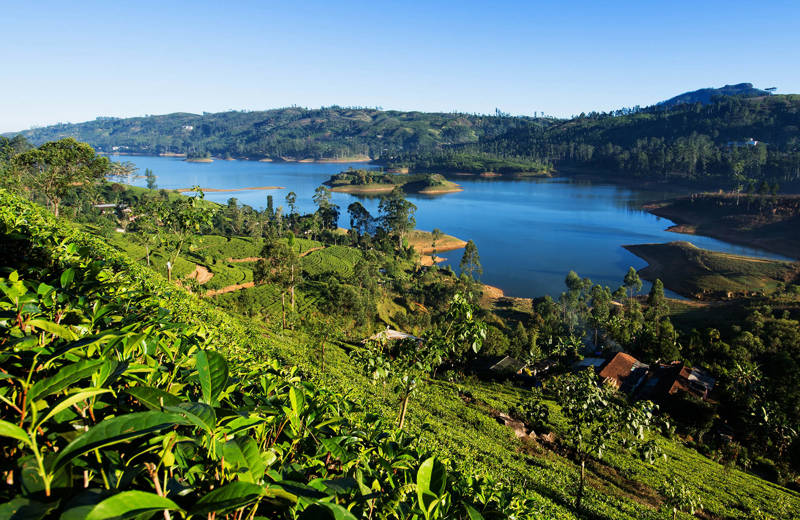 Theeplantages in Sri Lanka | 13 redenen waarom reizen goed is voor je hersenen | KILROY