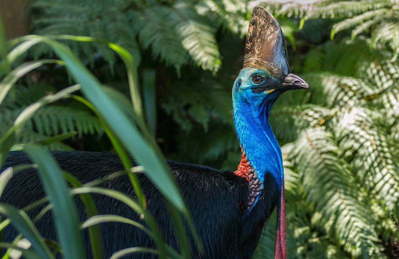 Grote en majestueuze kasuarisvogel in het Daintree National Park in Noord-Queensland, Australië.