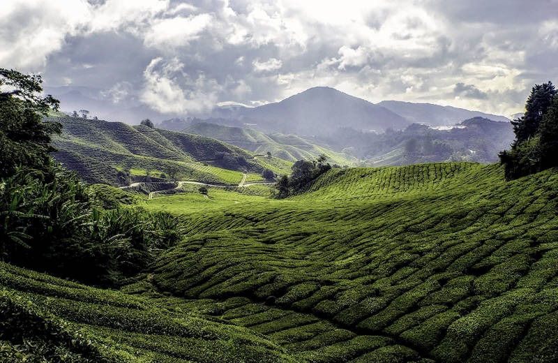 Thee plantages op de top van de Cameroon Highlands in Maleisië