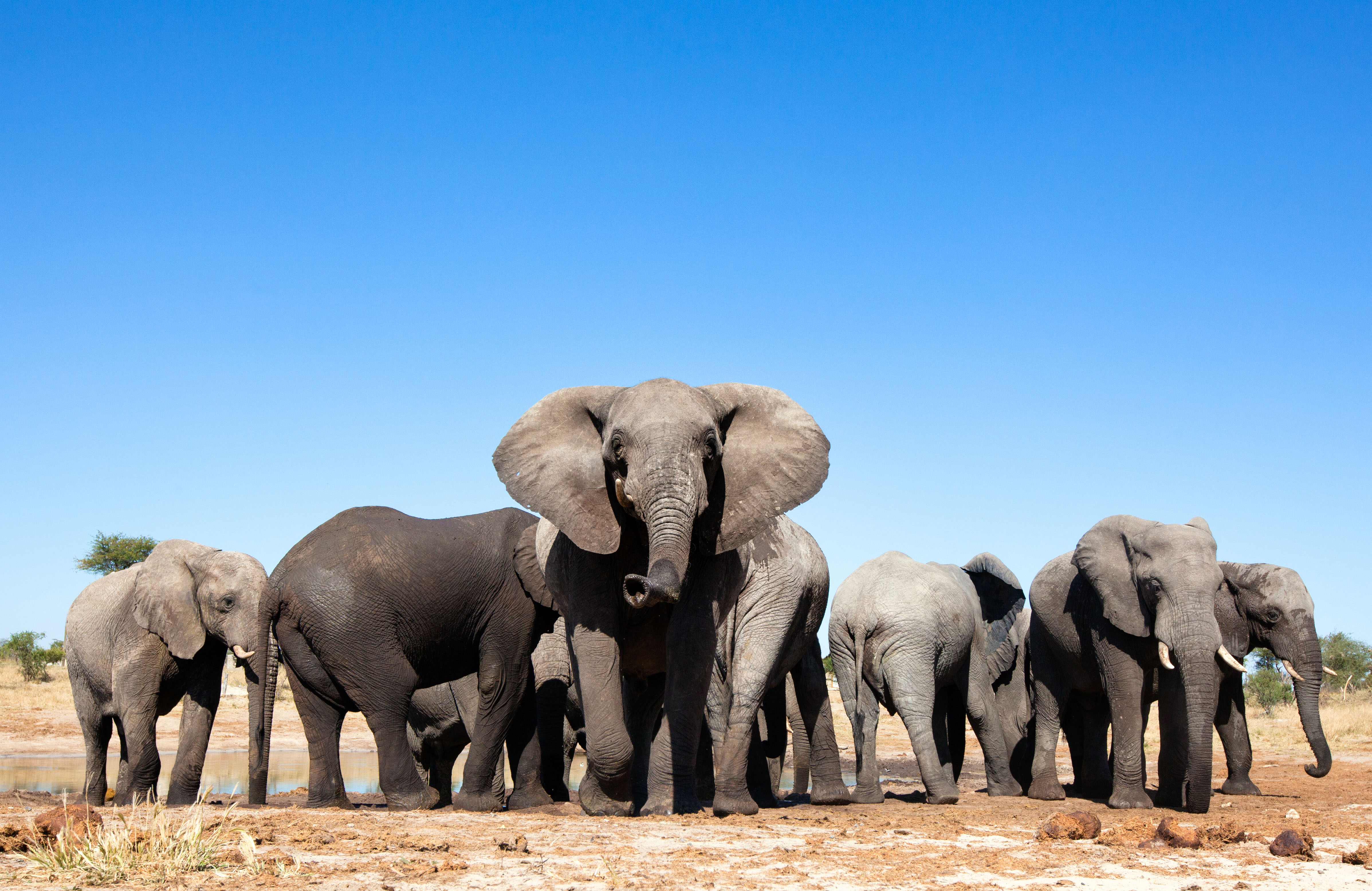 Olifanten in het Addo Elephant National Park in Zuid-Afrika