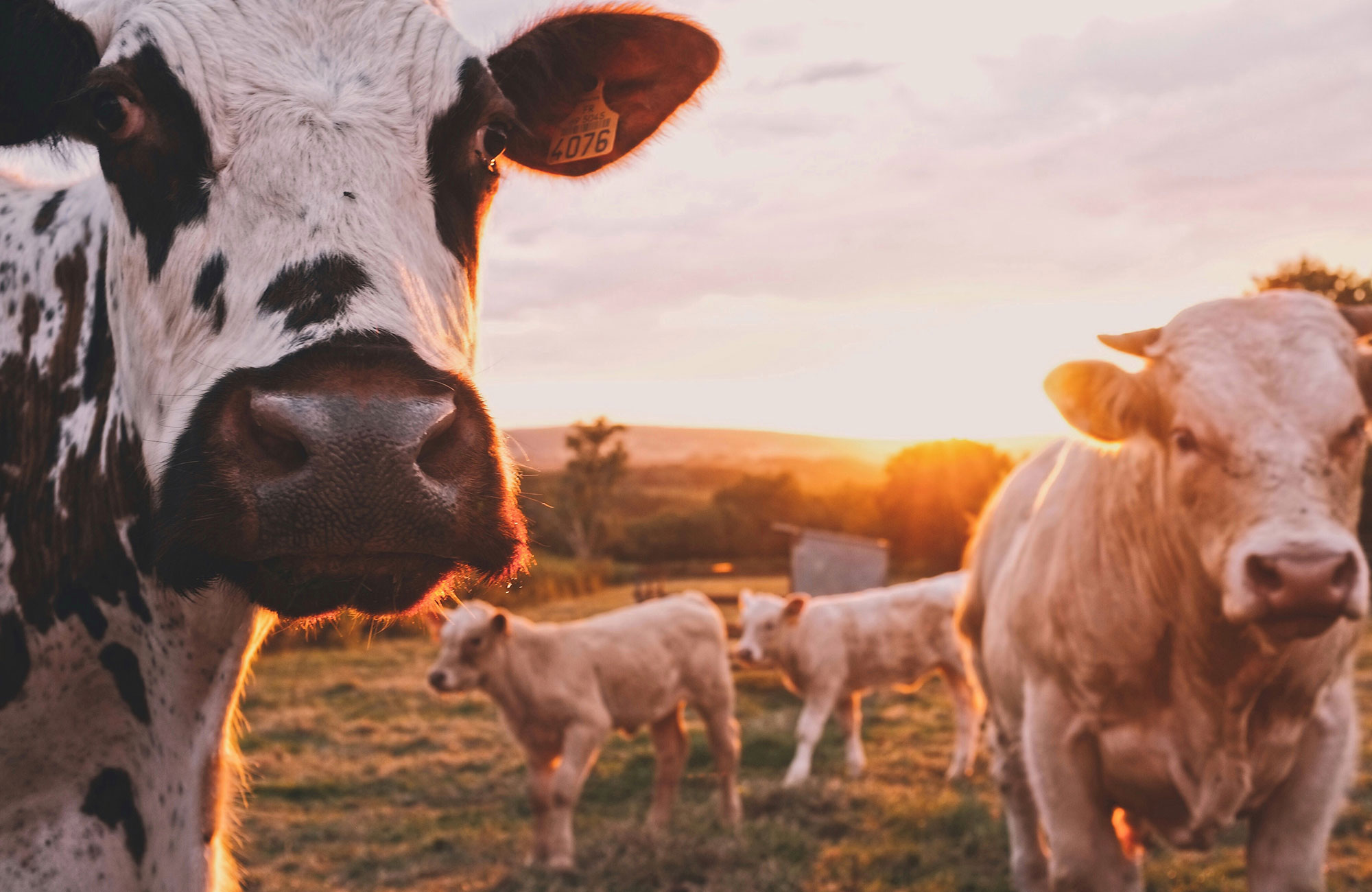 Cows on field