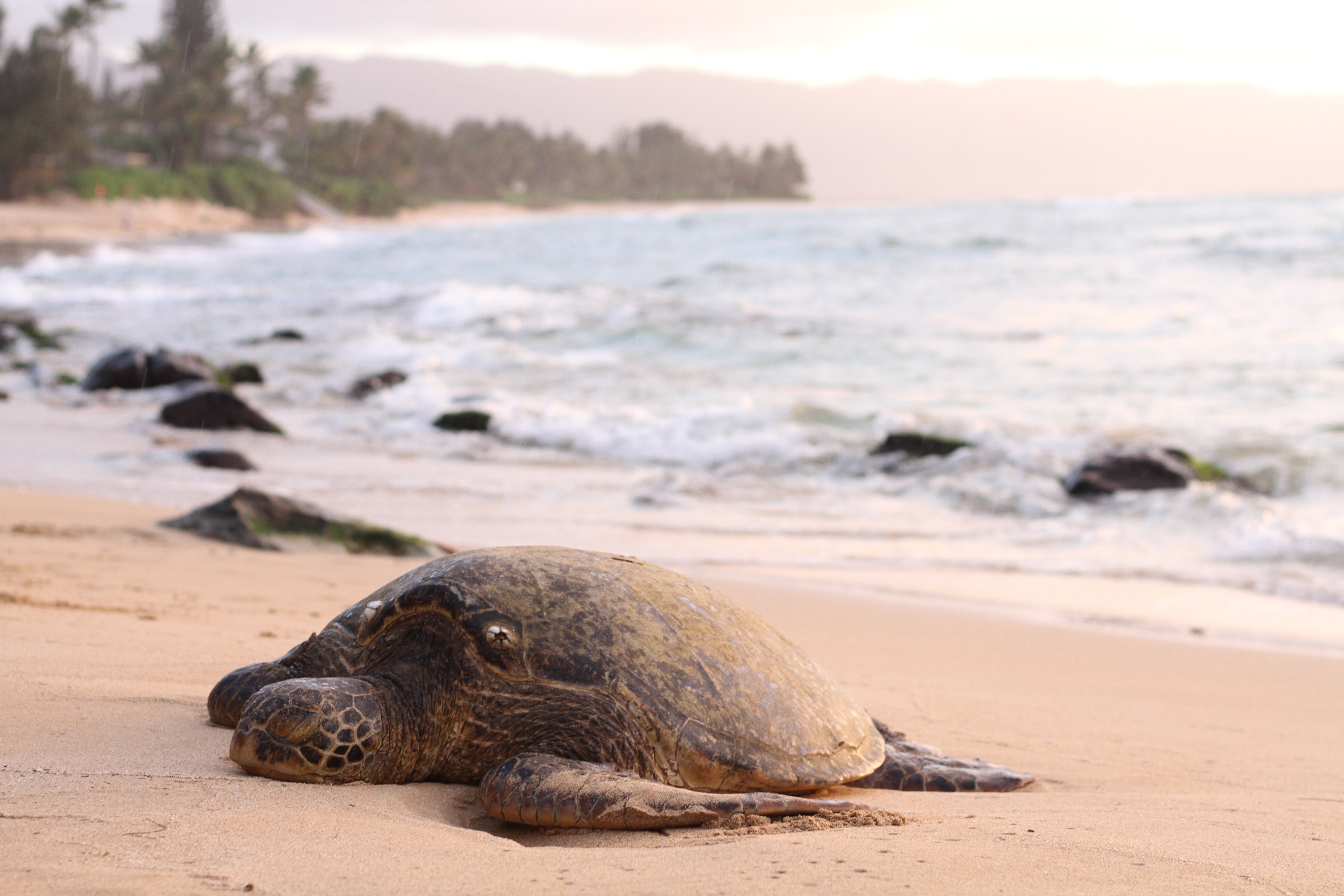 Schildpad op het strand | Vrijwiiligerswerk schildpadden | KILROY