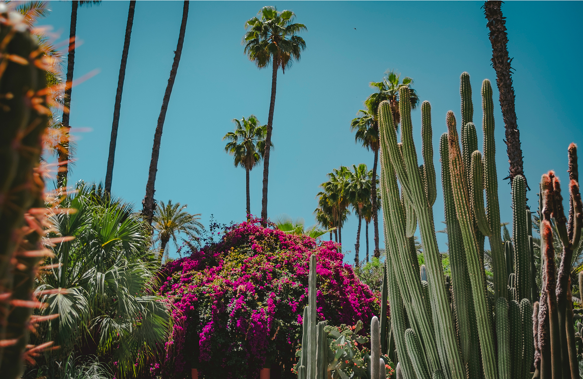 Bezoek Jardin Majorelle tijdens je studiereis naar Marrakesh