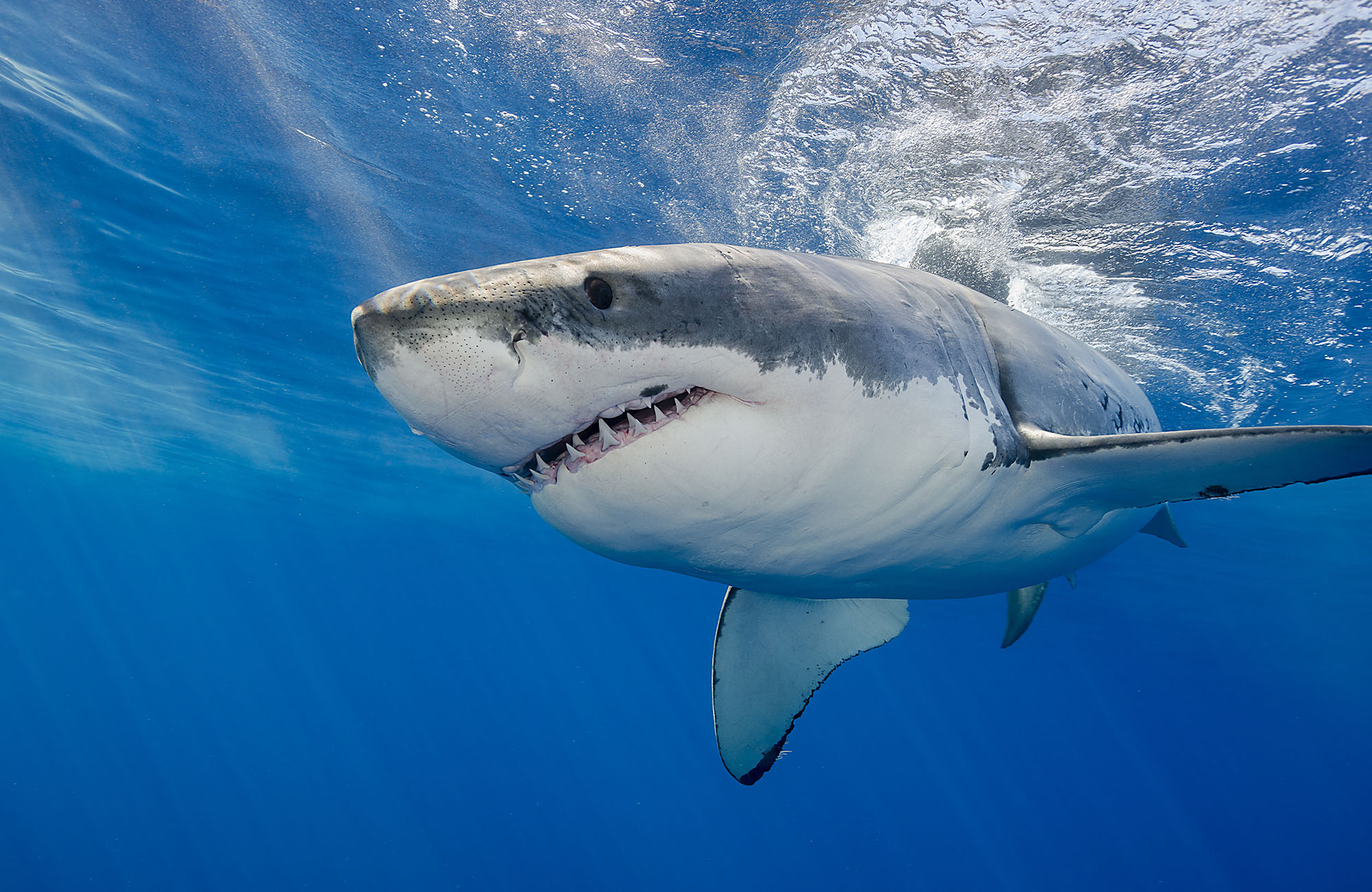 Witte haai in het water | Duiken met KILROY