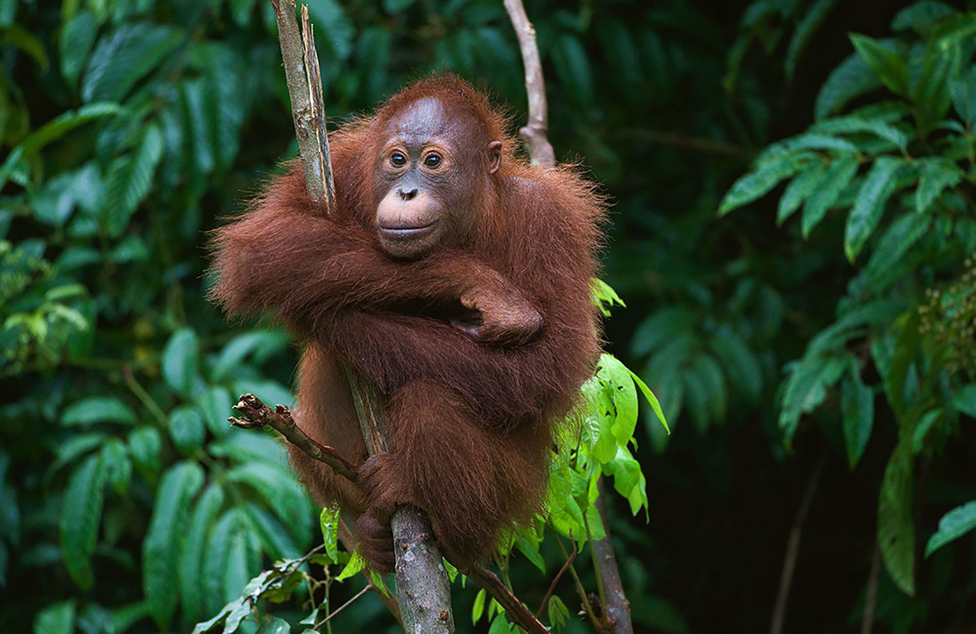 Borneo Maleisië orang oetan