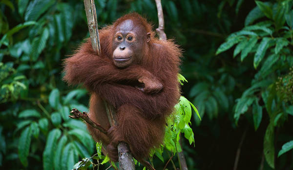 borneo-orangutang-cover