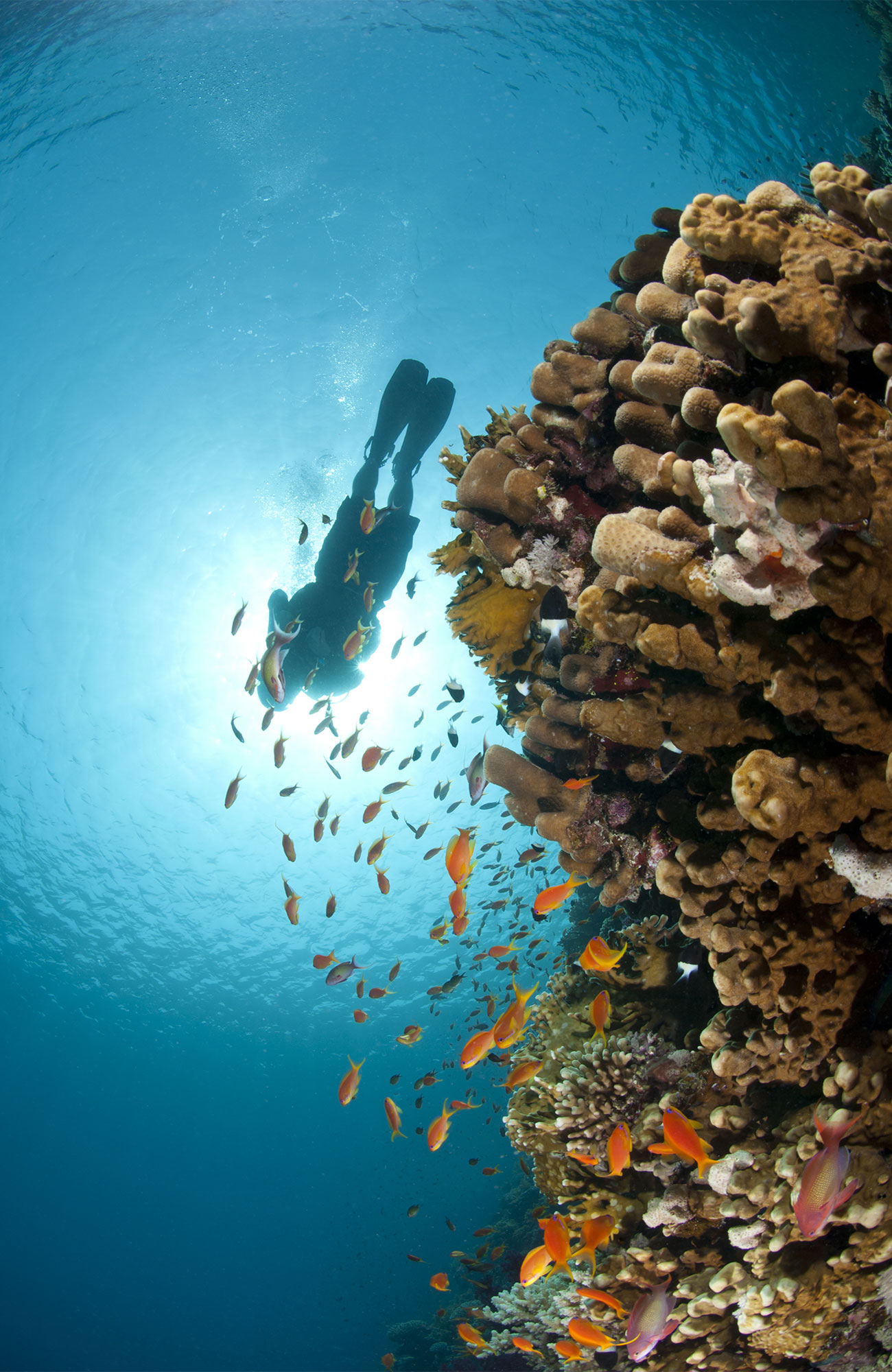 Duiken in Sharm El Sheikh | KILROY