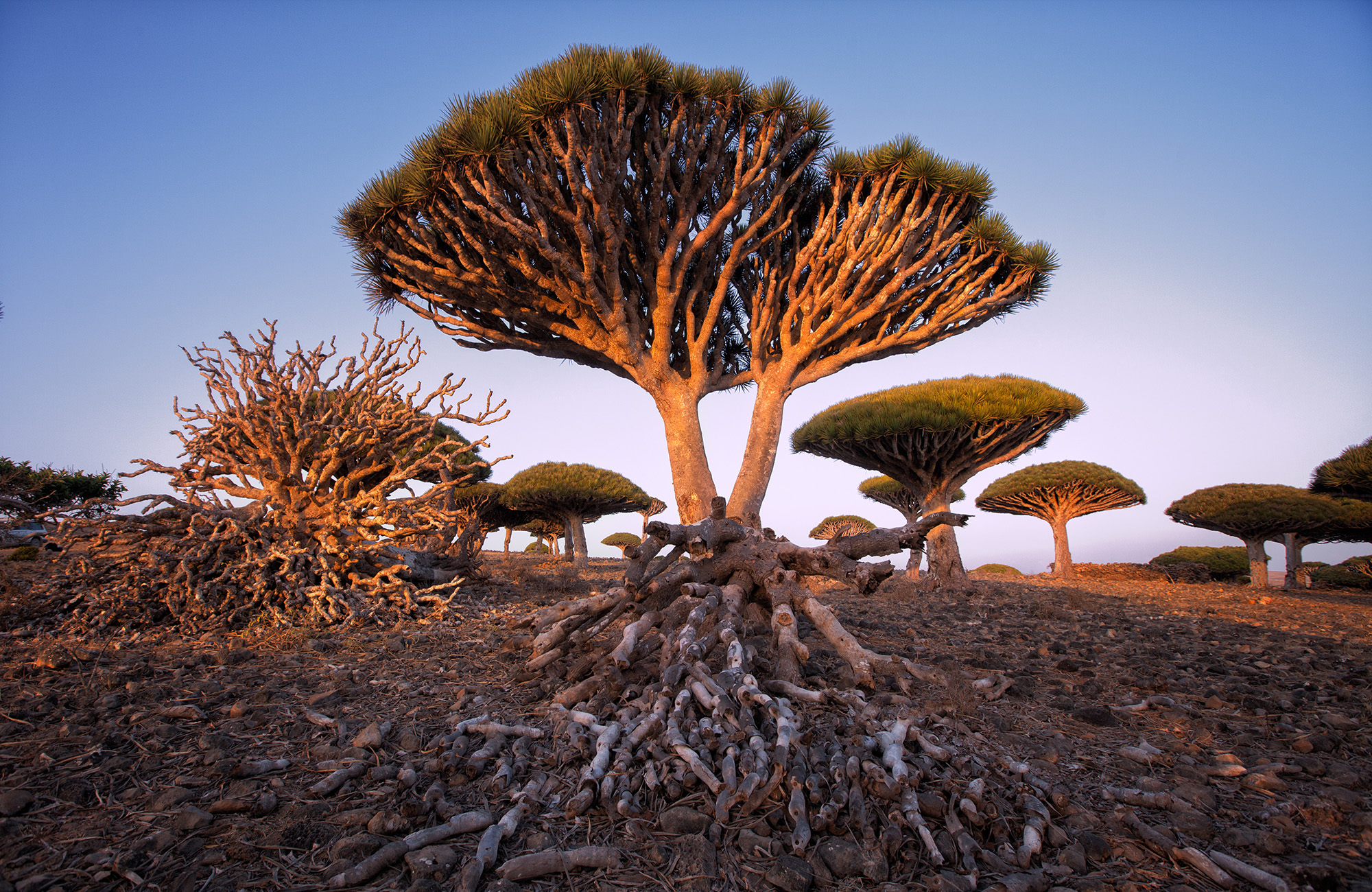 Bewonder de Cucumber Tree op Socotra Island | Reis naar het onbekende met KILROY