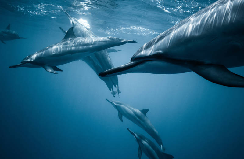 Dolfijnen zwemmen in de oceaan nabij Hawaï