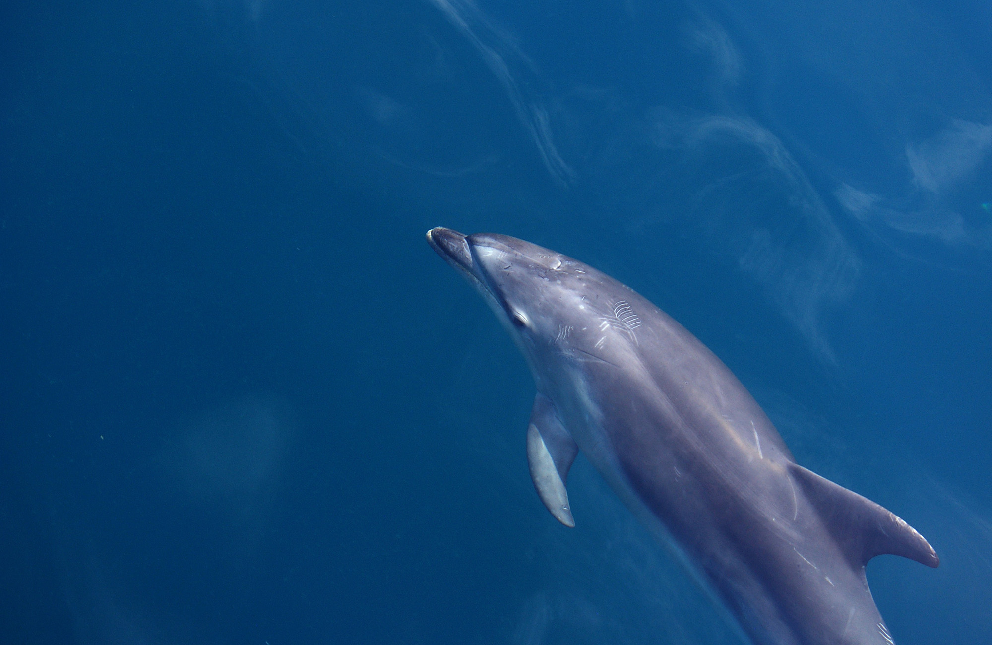 Dolfijn in het water | Duiken met KILROY