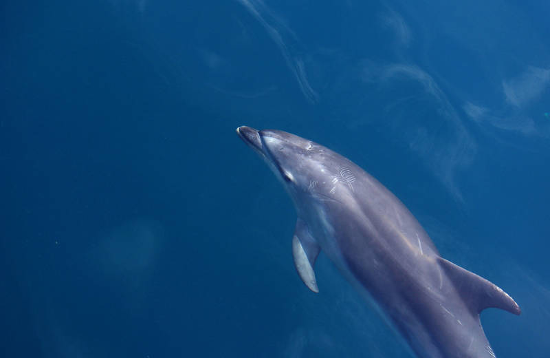 Dolfijn in de oceaan in Nieuw-Zeeland