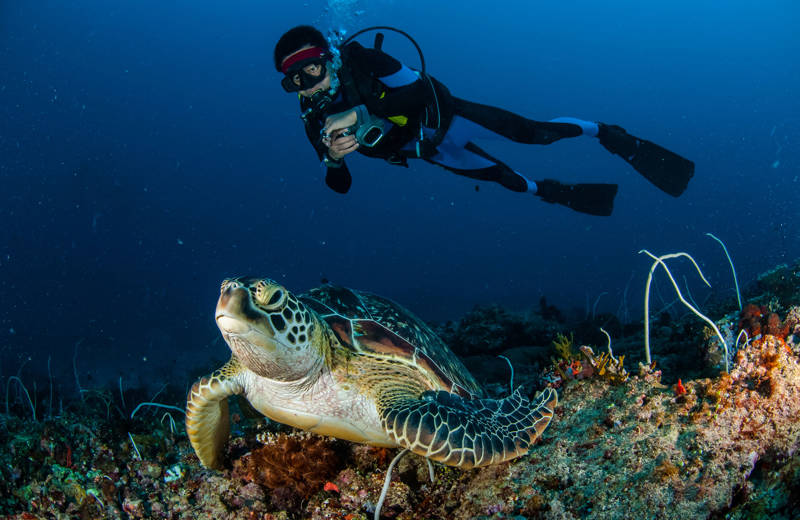 Een duiker in Indonesië maakt een foto van een zeeschildpad die over enkele rotsen en koraal zwemt.