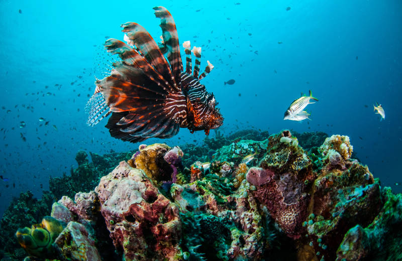 Leeuwvis gespot tijdens het duiken in Indonesië
