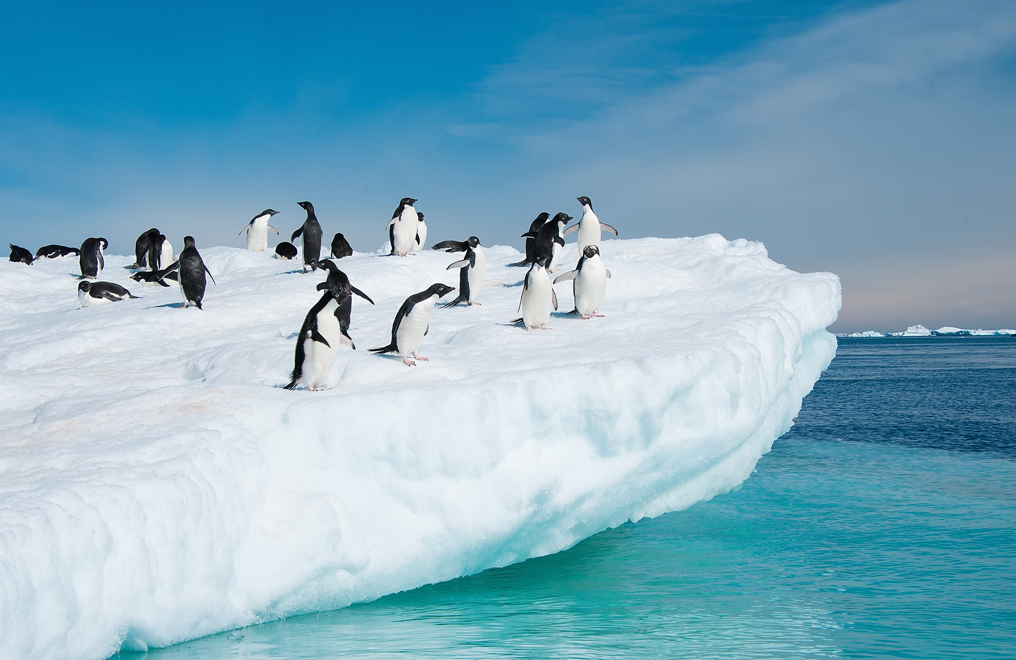 antarctica-adelie-penguins