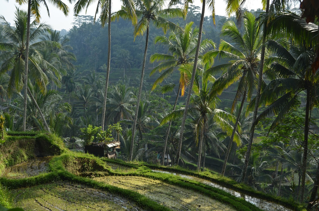 Afbeelding van rijstterrassen en palmbomen in Ubud op het eiland Bali in Indonesië - KILROY