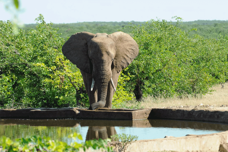 Olifant loopt door de natuur in Afrika