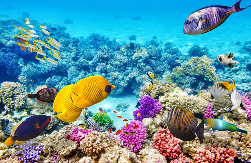 Kleurrijke vissen en koraal in the Great Barrier Reef in Australië
