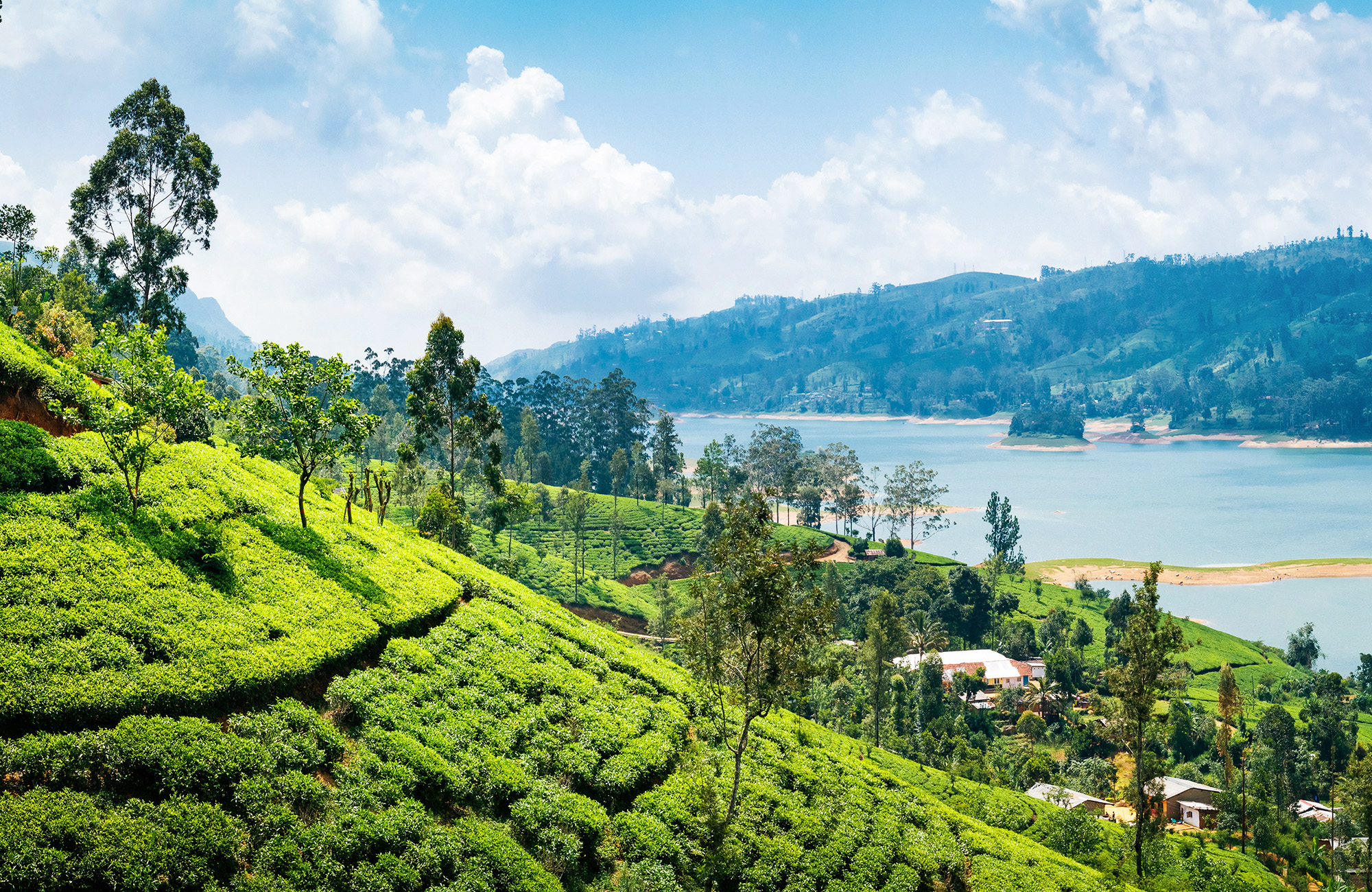 Uitzicht over theeplantages met meer op de achtergrond in Nuwara Eliya | Backpacken in Sri Lanka | KILROY