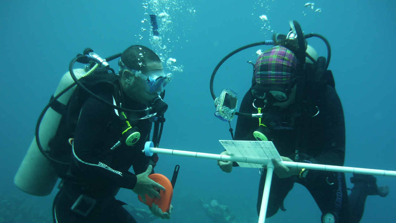 Duikers onderwater die onderzoek en metingen uitvoeren
