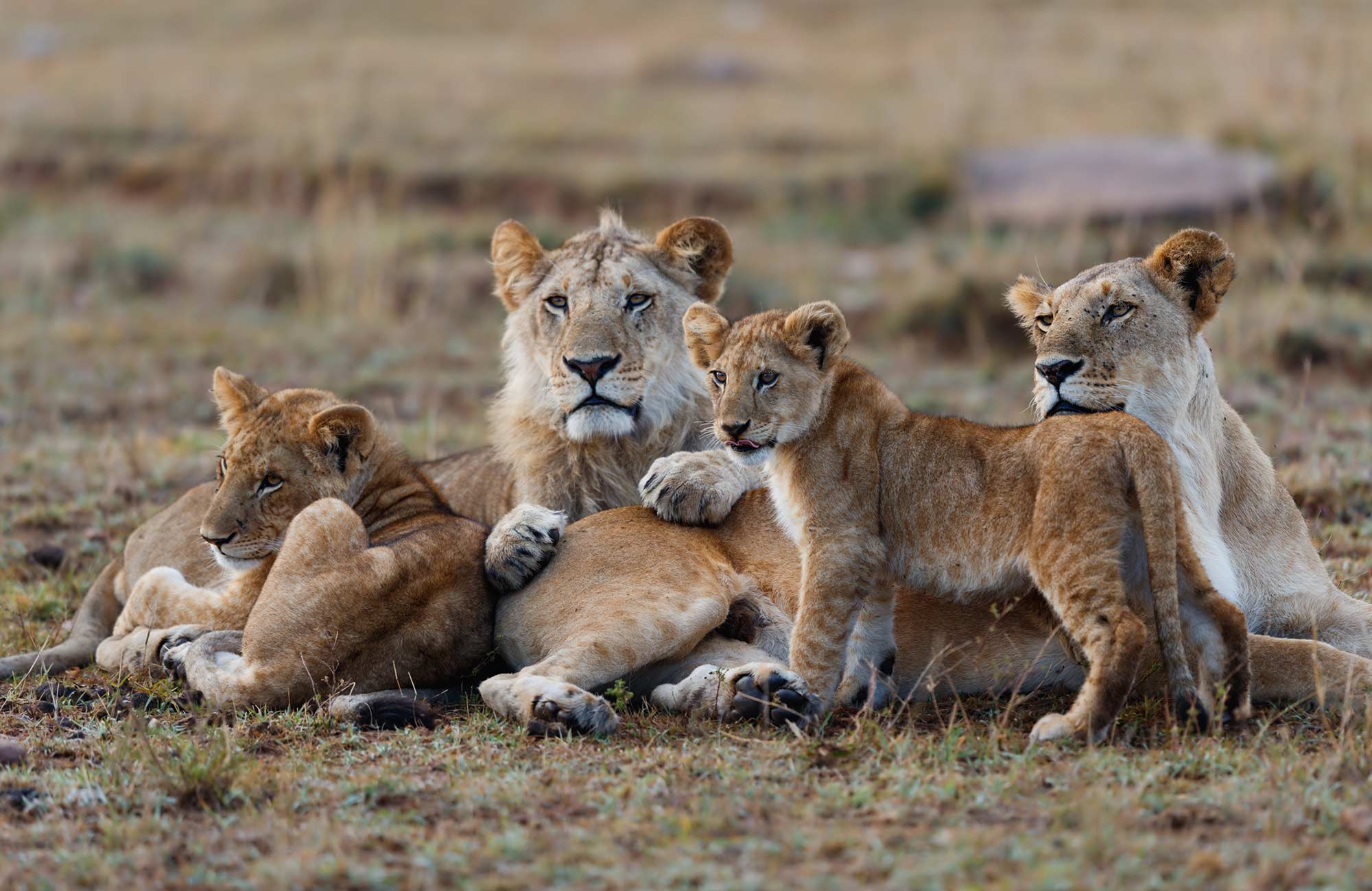 Leeuwin met welpen in het Masai Mara nationaal park in Kenia