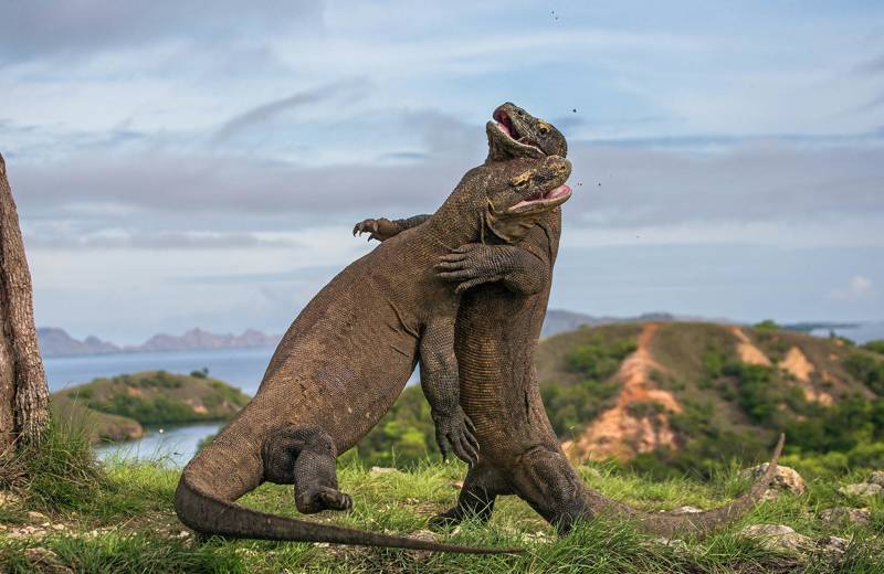 Twee Komodo Dragons vechten op Komodo Island in Indonesië