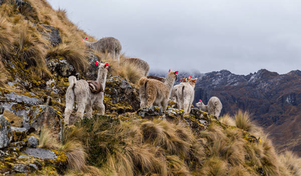 peru-lares-andes-trekking-lamas
