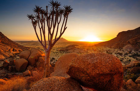 namibia-sunrise-desert-vegetation