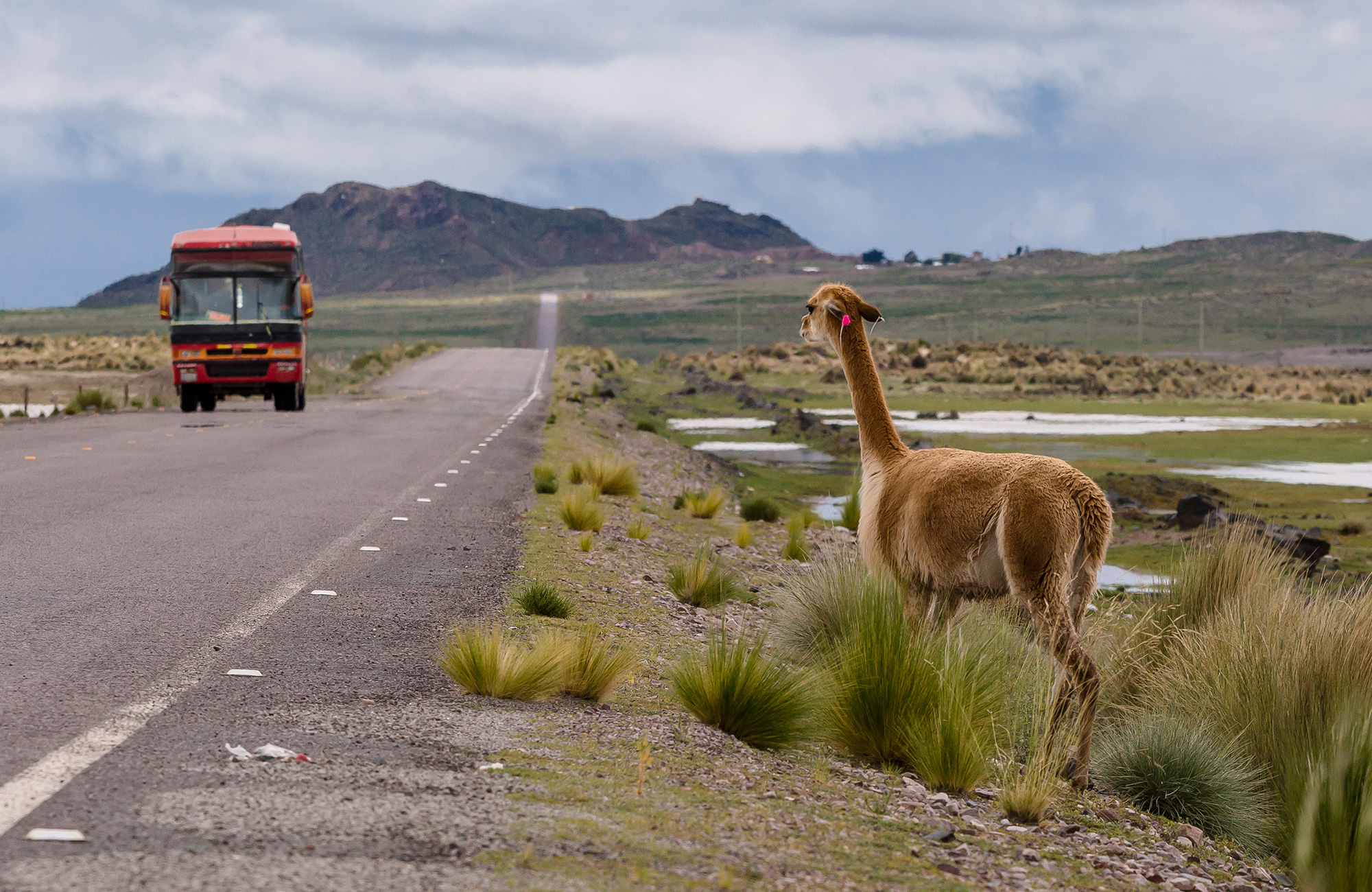 Alpaca langs de weg met bus in de verte | Busreizen in Zuid-Amerika | KILROY
