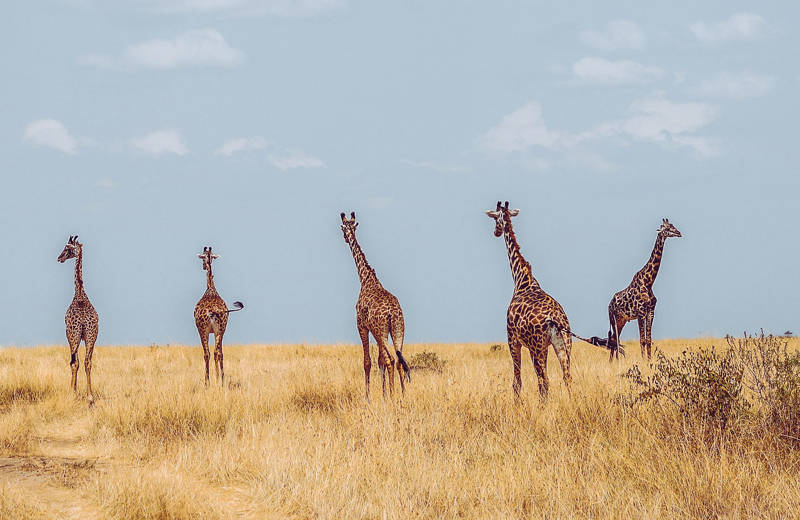 sjiraffer i masai mara, kenya | KILROY