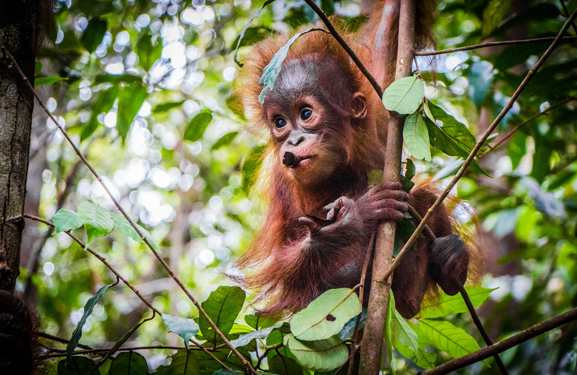 Borneo Malaysia Baby Orangutan Cover