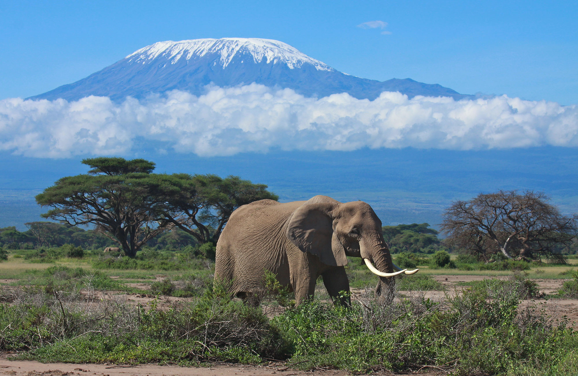 Olifant in de savanne met de Kilimanjaro op de achtergrond