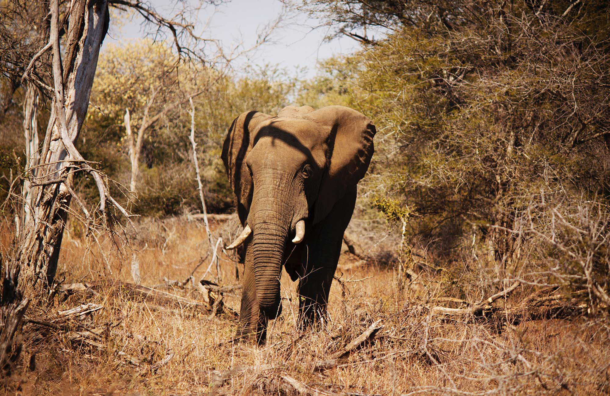 Olifant in Kruger National Park | Reizen 2020 | Beste bestemmingen 2020 | KILROY