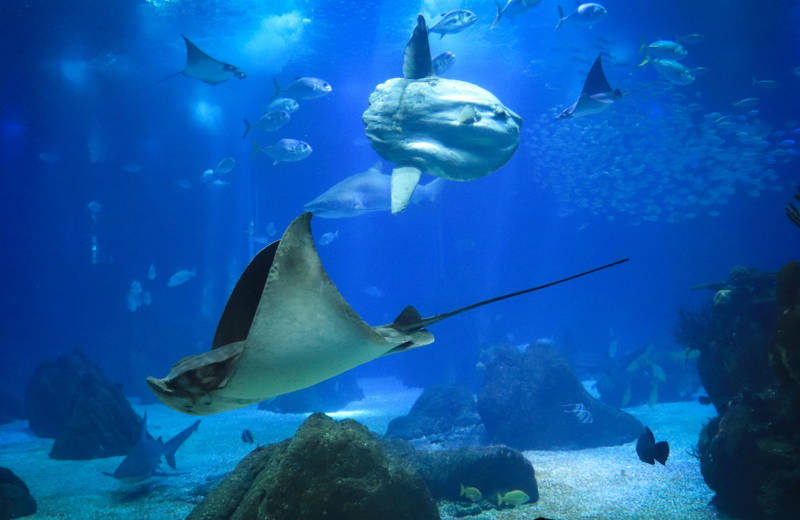 Onderwaterleven op Nusa Lembongan in Indonesië met veel Mantaroggen, en zelfs een grote Oceaanzonnevis, ook wel Mola Mola genoemd.
