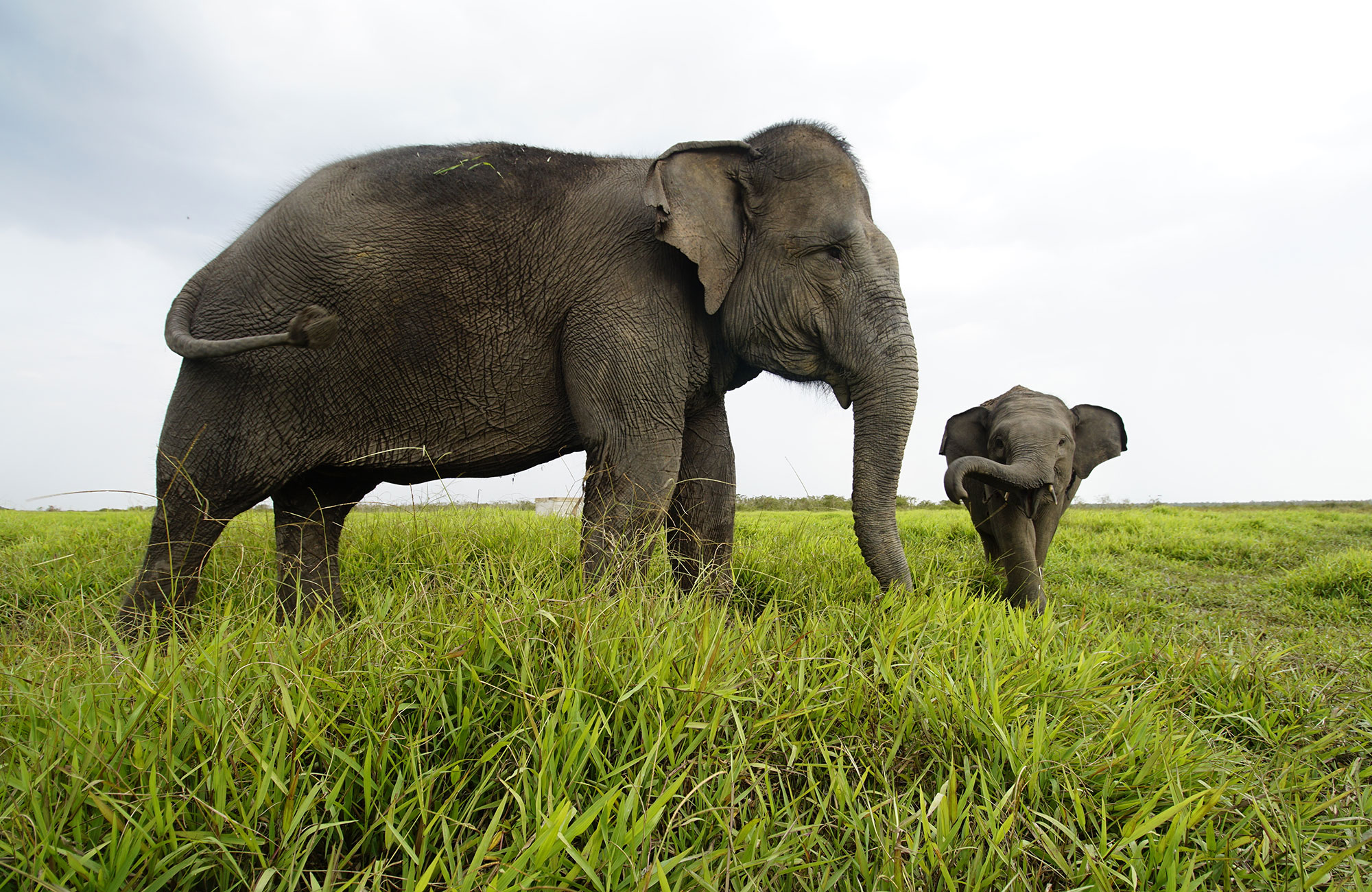 Olifant in Sumatra in het wild