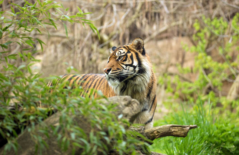 Sumatran tiger in the green jungle on Sumatra, Indonesia