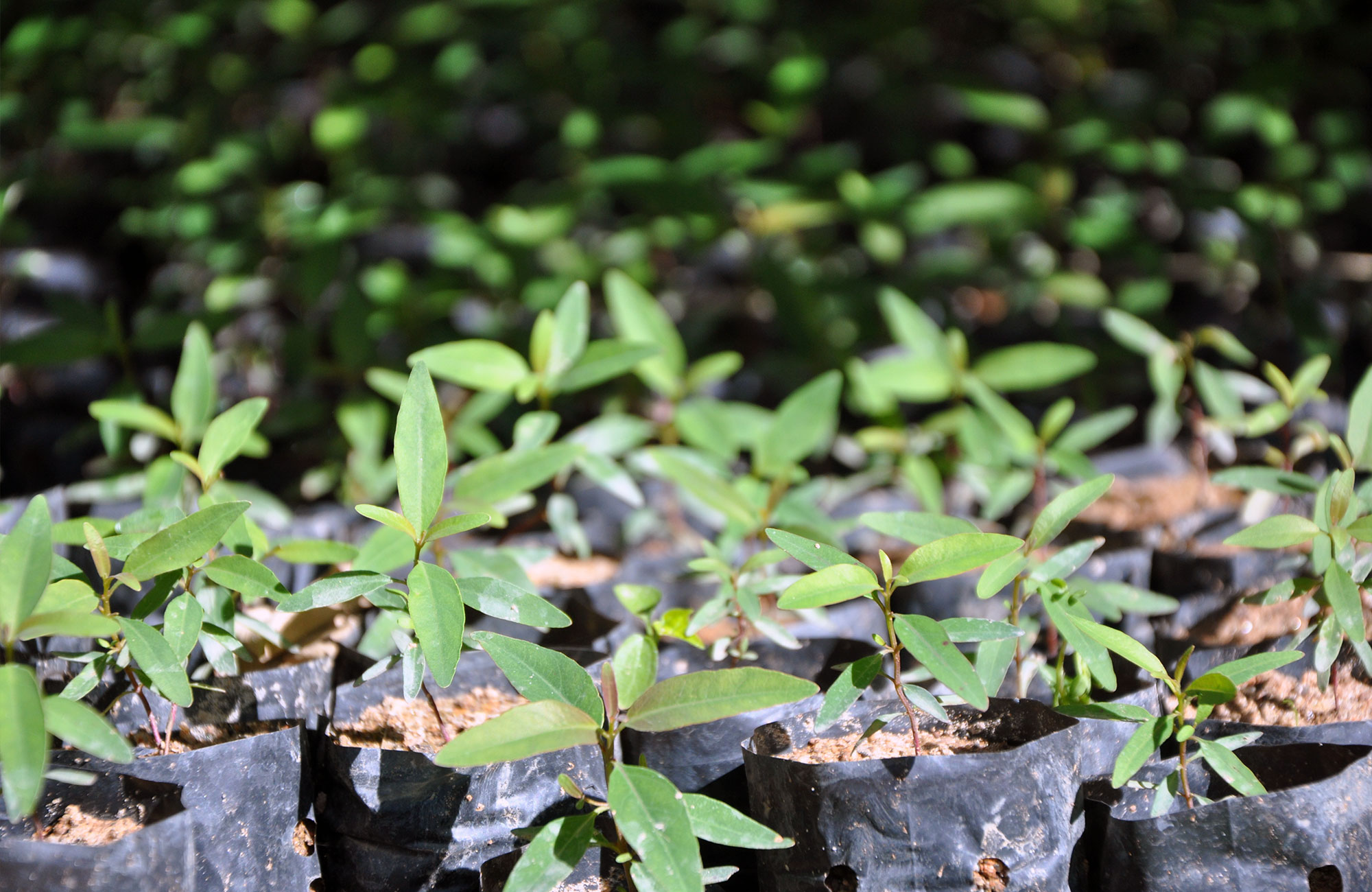Vozam kwekerij bij het myclimate initiatief in Madagaskar