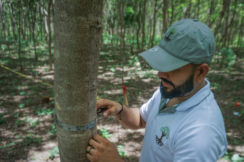 Myclimate werker die de groei en gezondheid van de bomen controleert