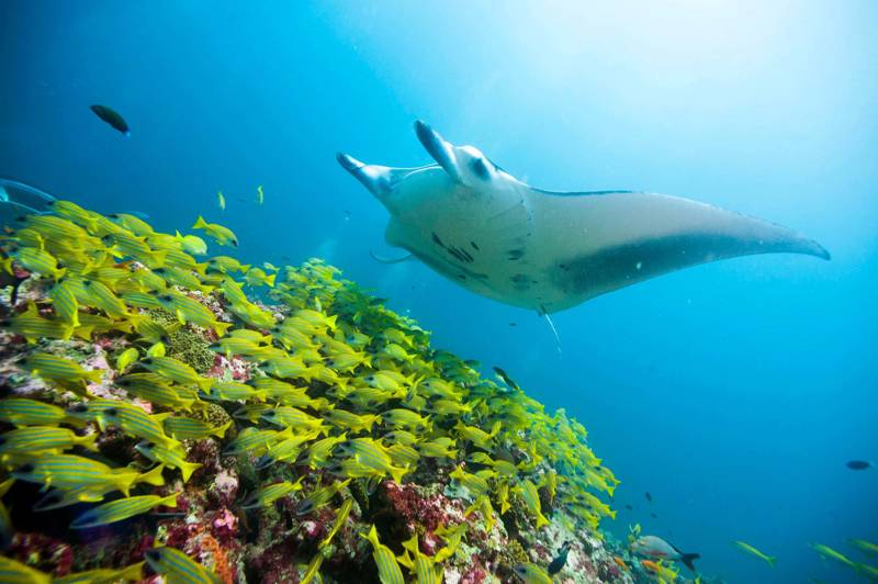 Een Mantarog zwemt over een school gele en blauwe vissen in de oceaan nabij Fiji.