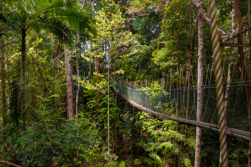 Treetop wandeling in Taman Negara in Maleisië