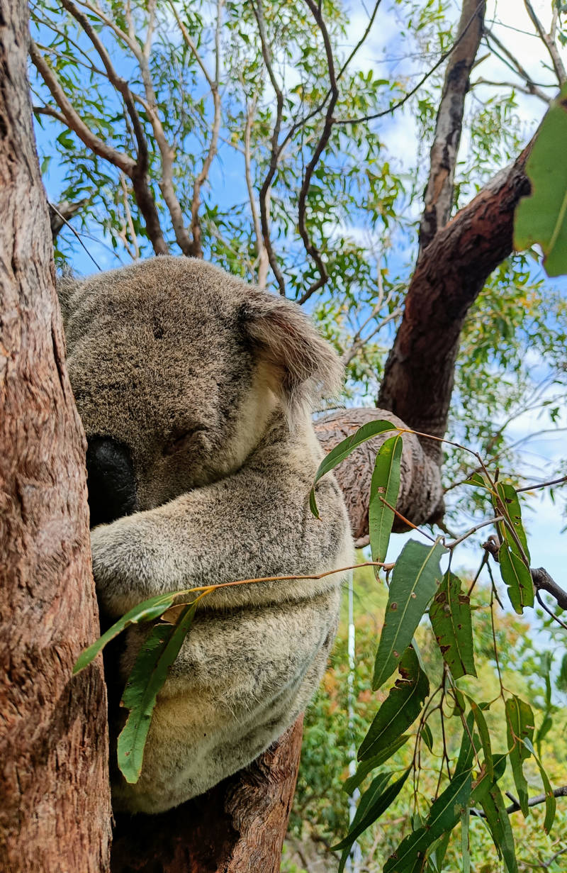 Een koala aan het slapen in een boom in Australië - foto getrokken door Amarins