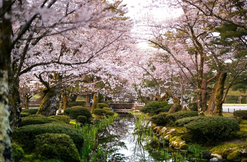 Roze kerselaars boven een rivier in Japan