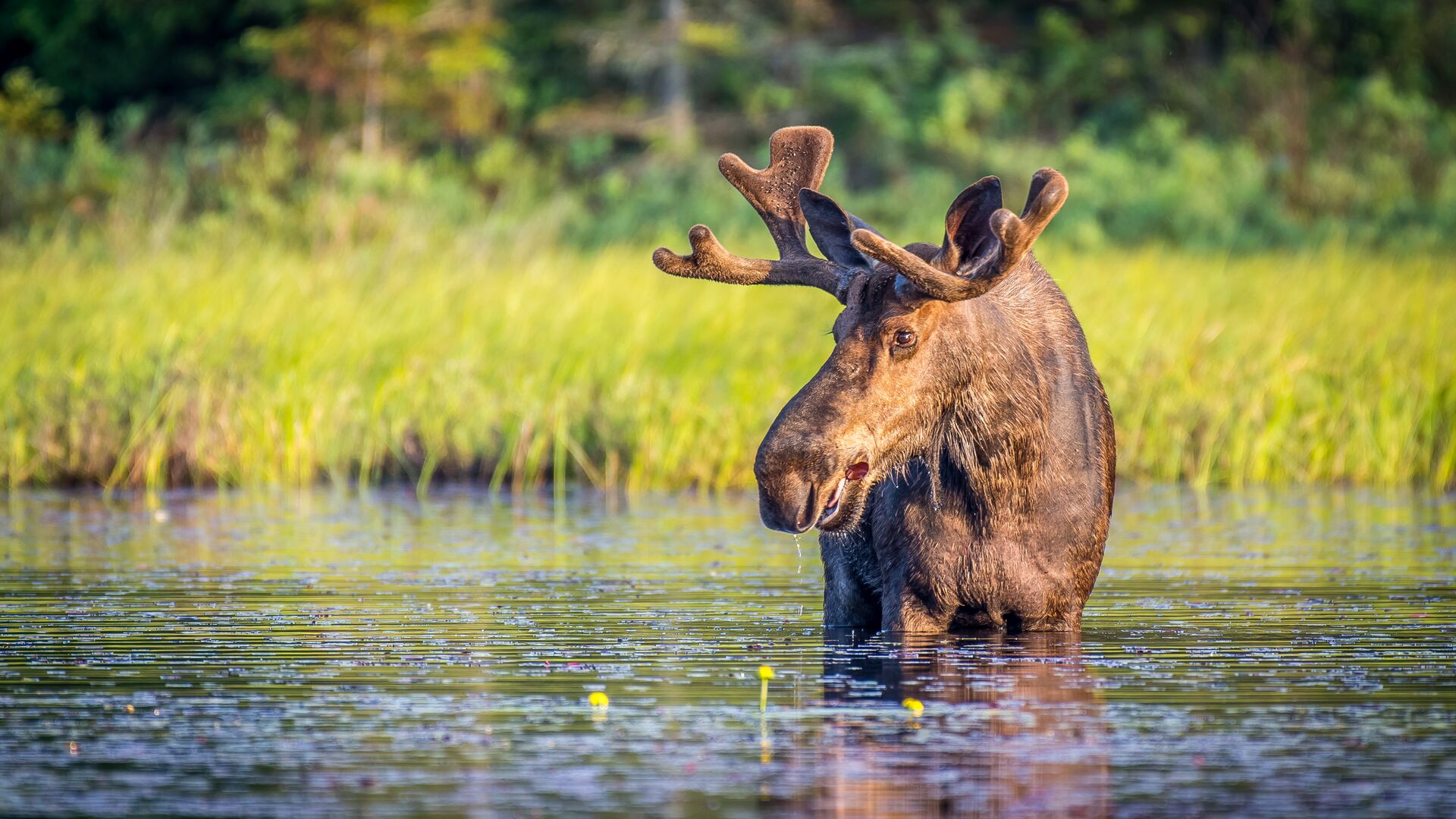 Eland in het water op zoek naar voedsel