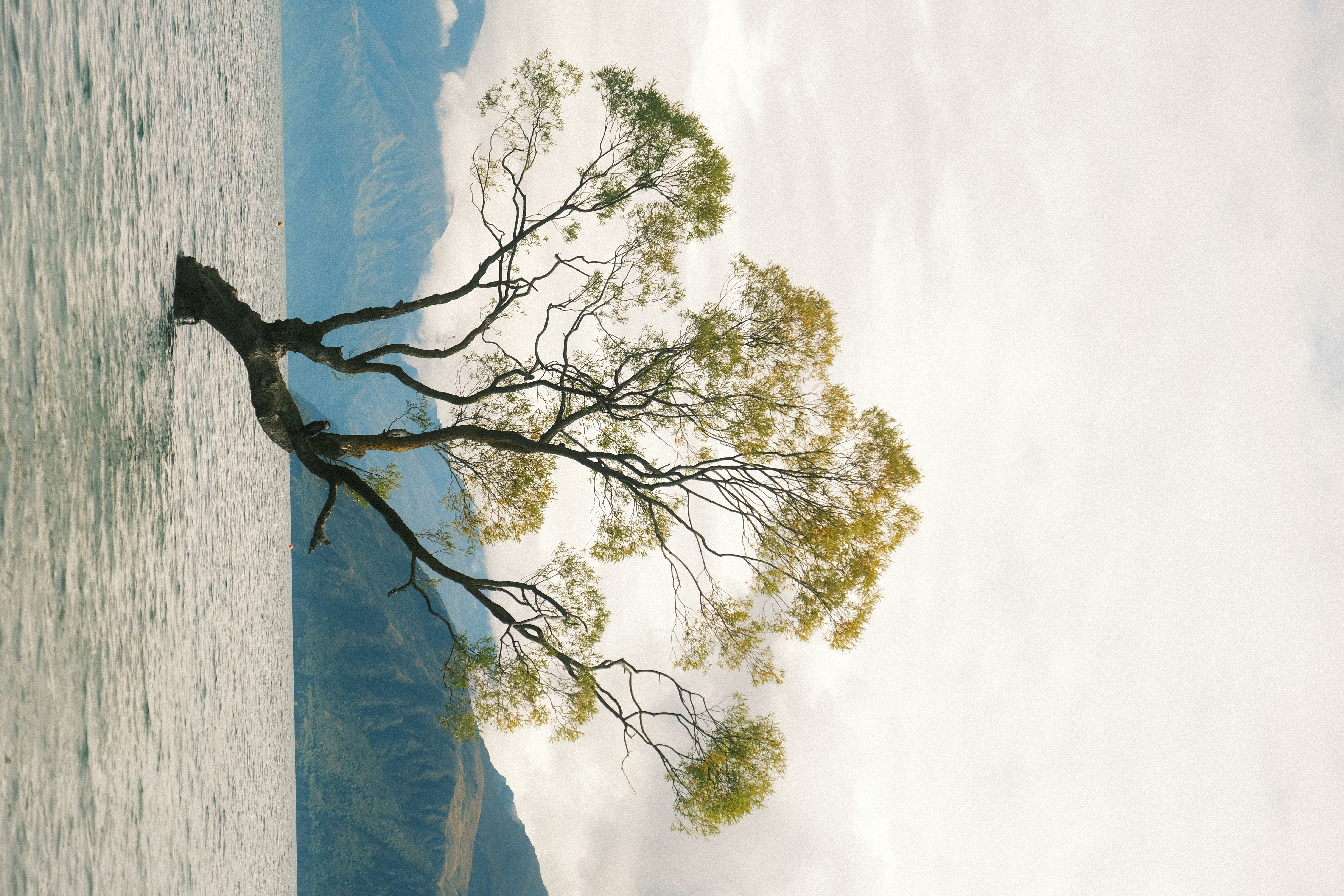 De bekende eenzame boom 'That Wanaka Tree' die in het water van Lake Wanaka staat, met bergen op de achtergrond in Nieuw-Zeeland.