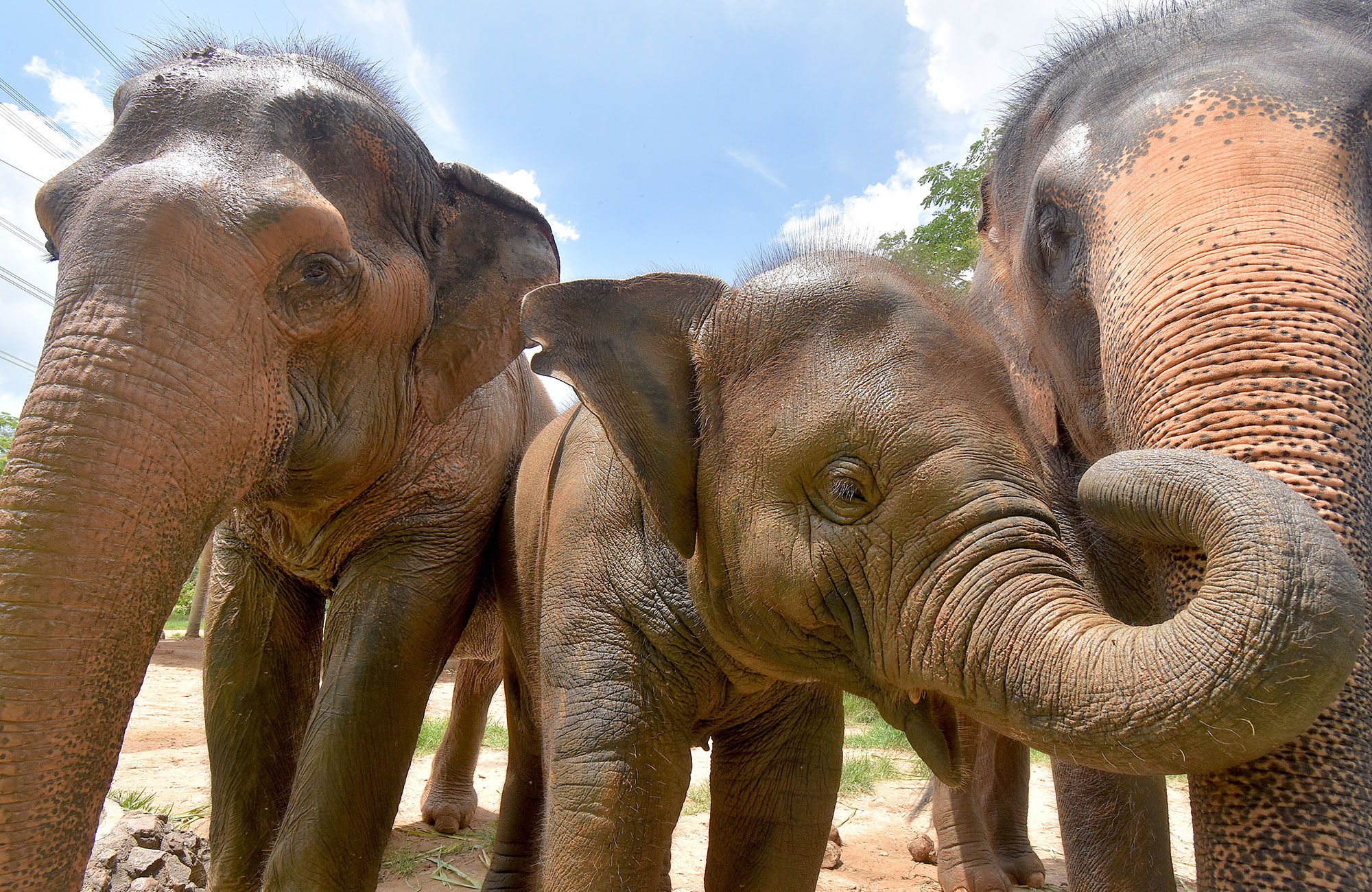 Meisje doet vrijwilligerswerk met olifanten in Thailand